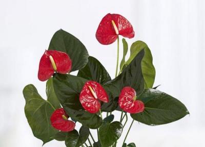 42 مدل از گیاهان آپارتمانی مقاوم و سایه دوست با نگهداری آسان ، گل آپارتمانی 42 مدل از گیاهان آپارتمانی مقاوم و سایه دوست با نگهداری آسان ، گل آپارتمانی